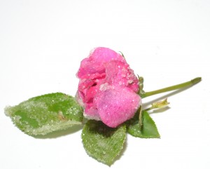 ROSE BRINATE (29)